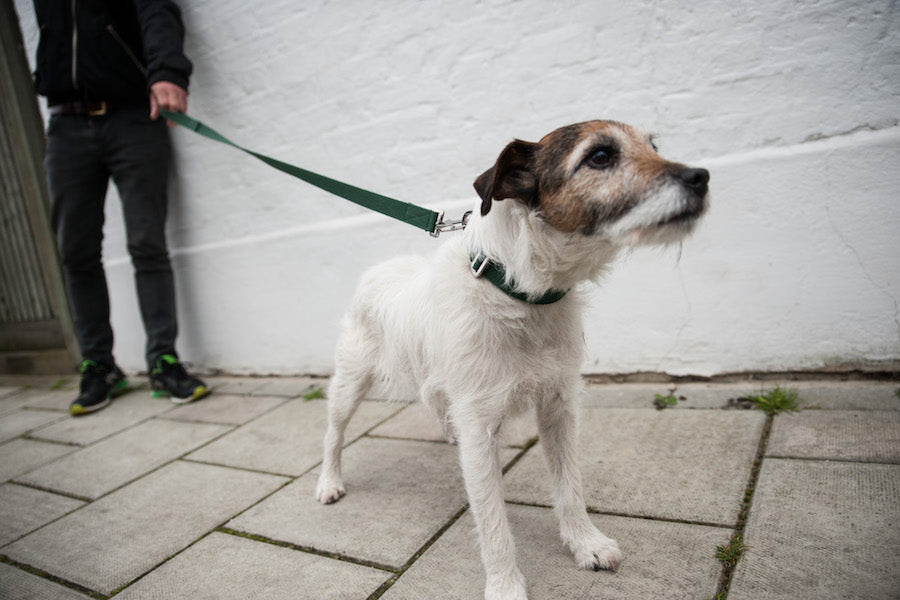 green collar for parsons terrier