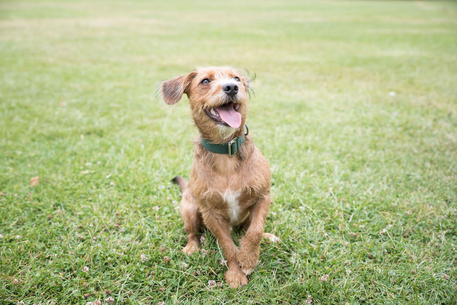 green collar for small dog