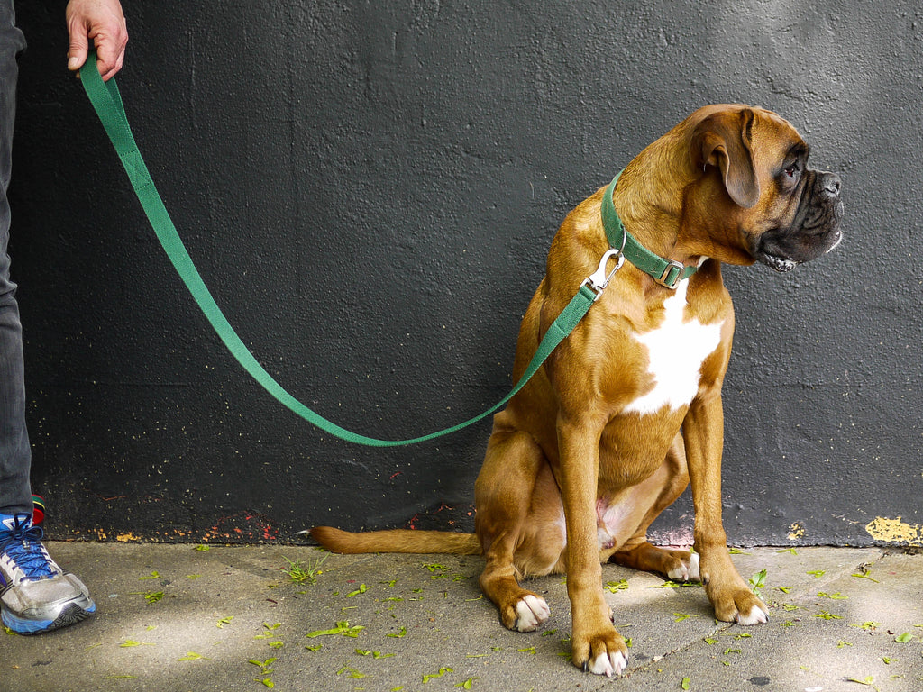 green dog collar and lead