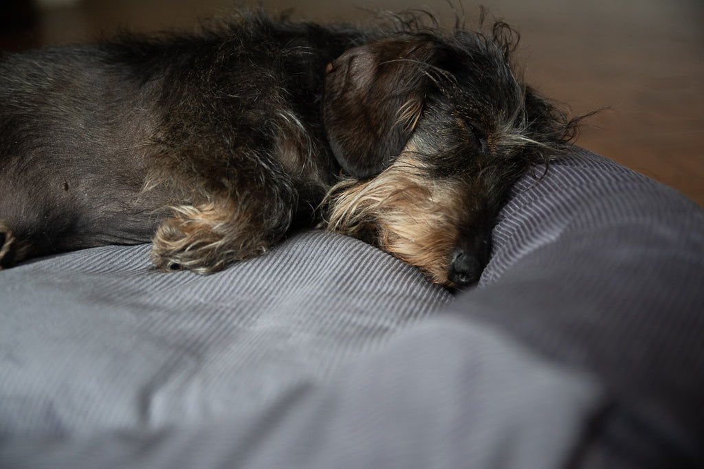 grey cosy dog bed
