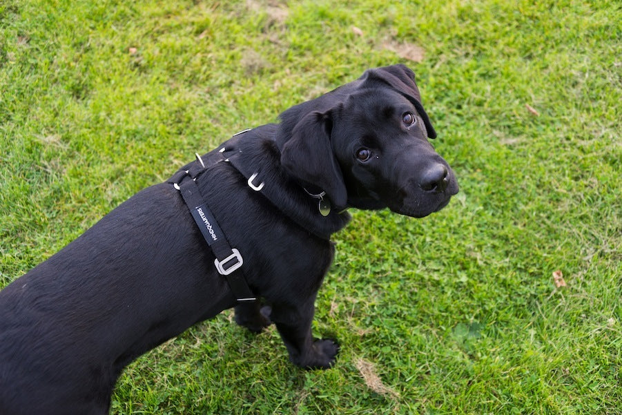 comfy harness for a lab