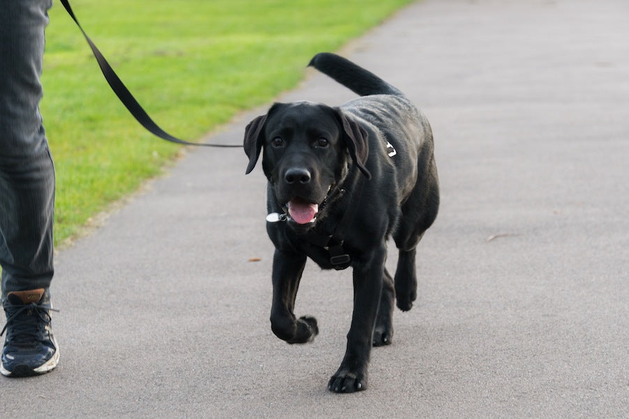 comfy cotton harness for a lab