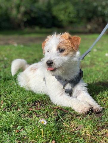 harness for a young JRT