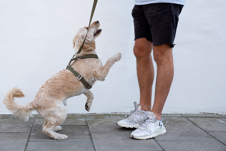 harness for active dog