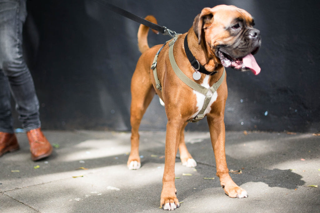 harness for boxer dog