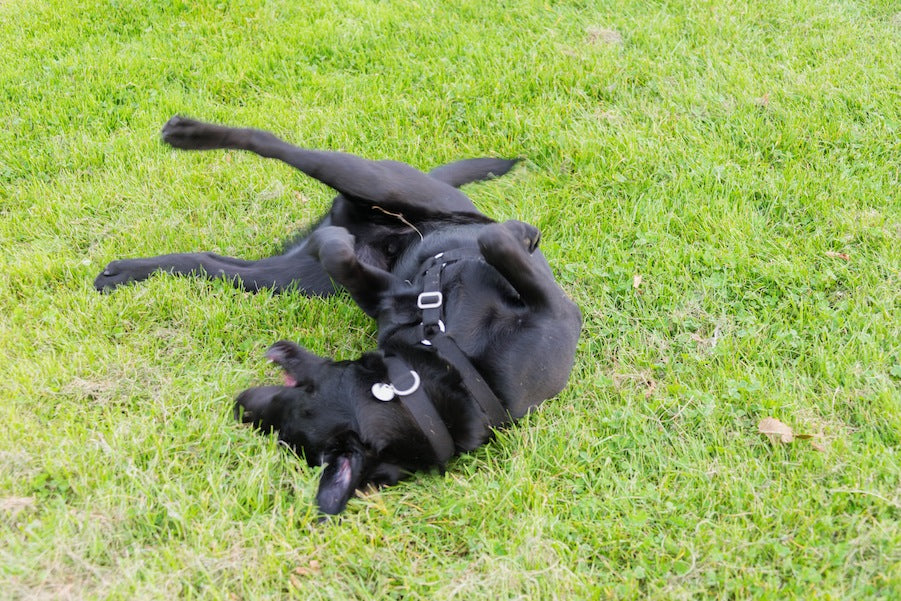 harness for a labrador