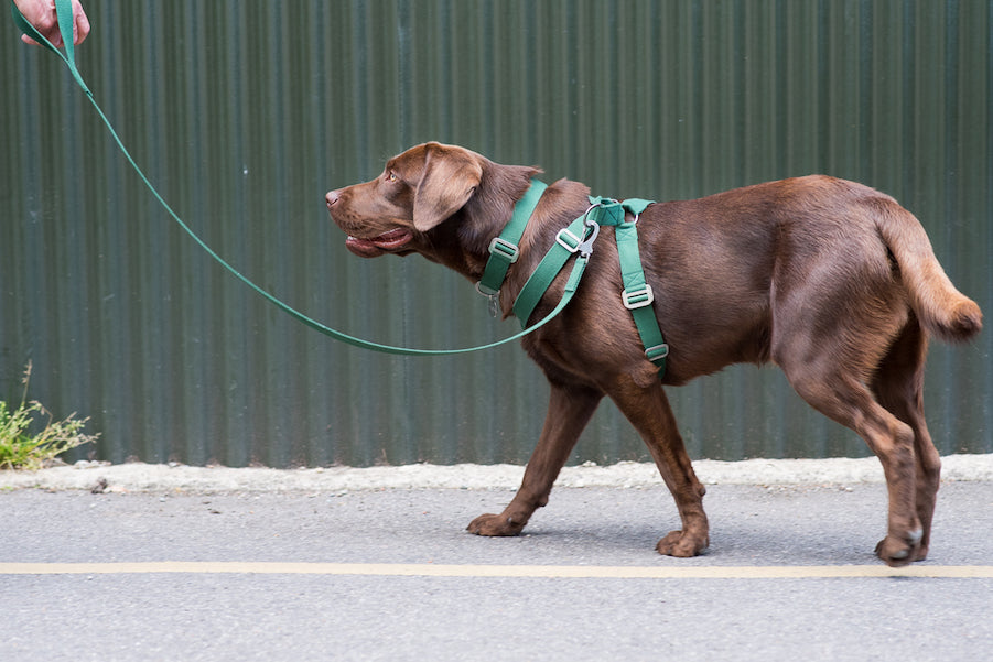 harness for a labrador