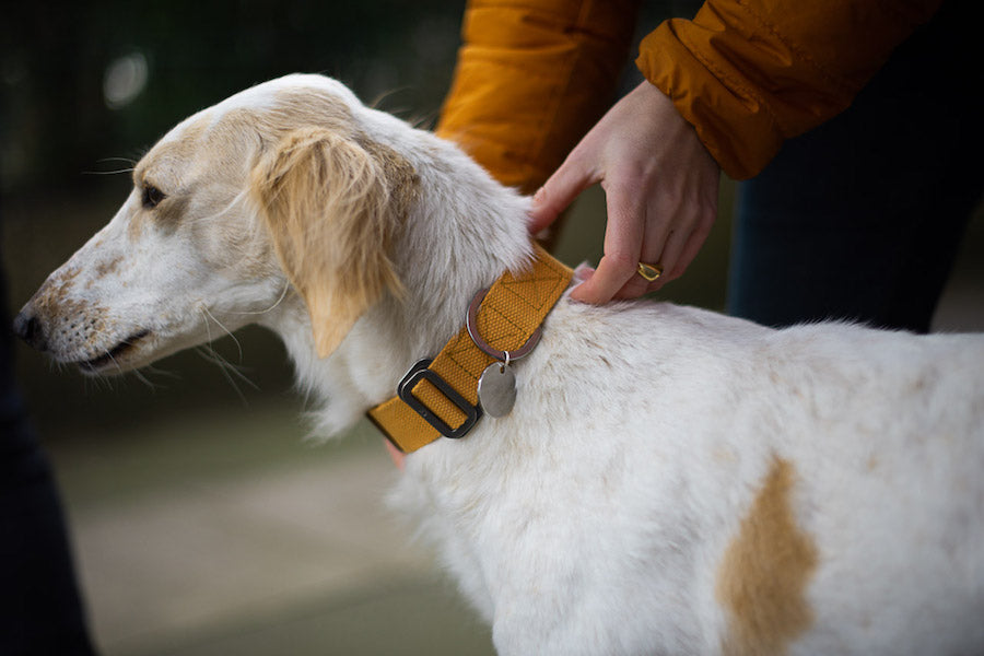 hindquarters mustard dog collar and lead
