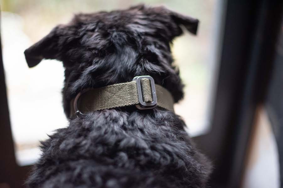 what-colour-collar-for-my-dog-hindquarters