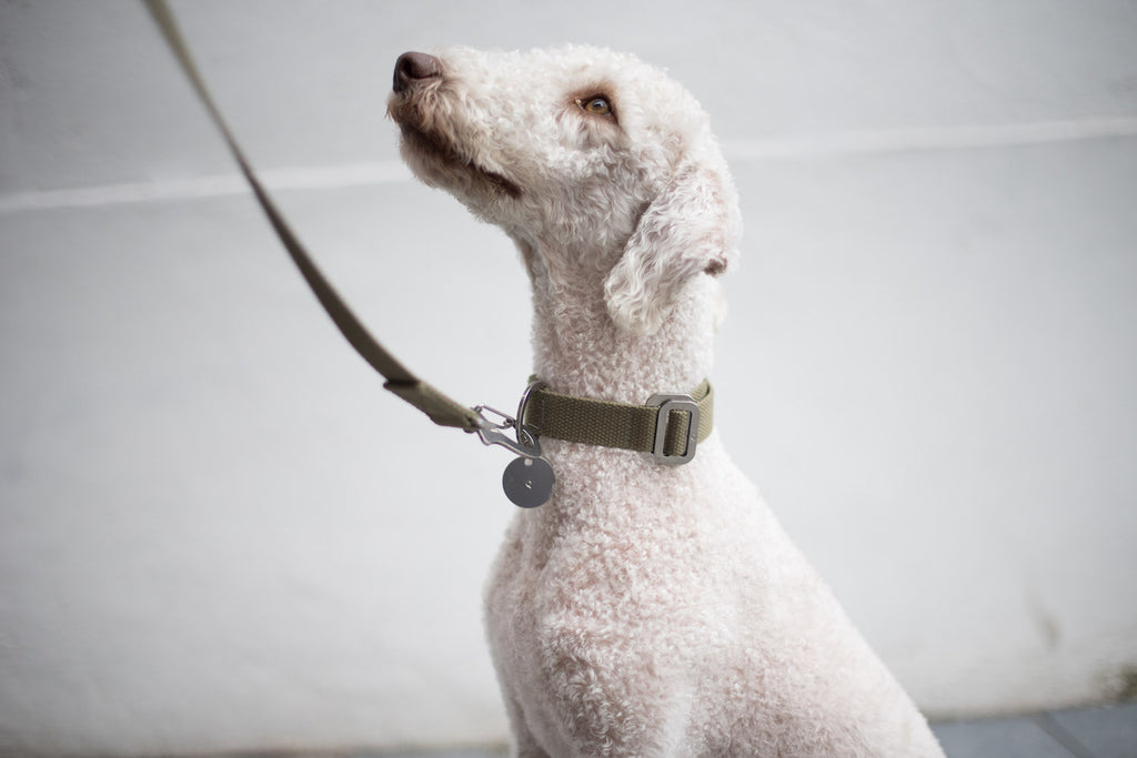 khaki dog collar and lead