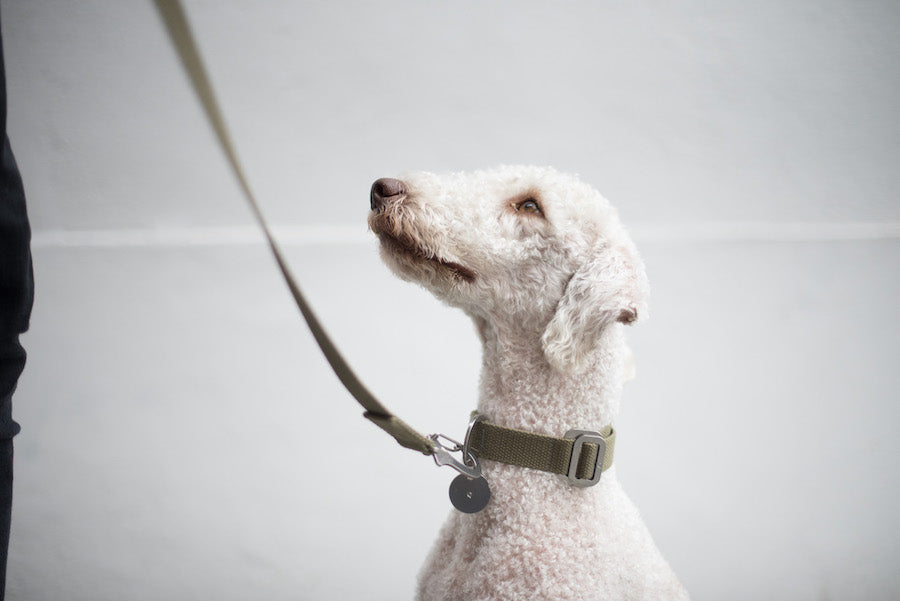 khaki dog collar for bedlington