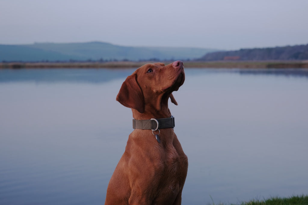 khaki dog collar for vizsla