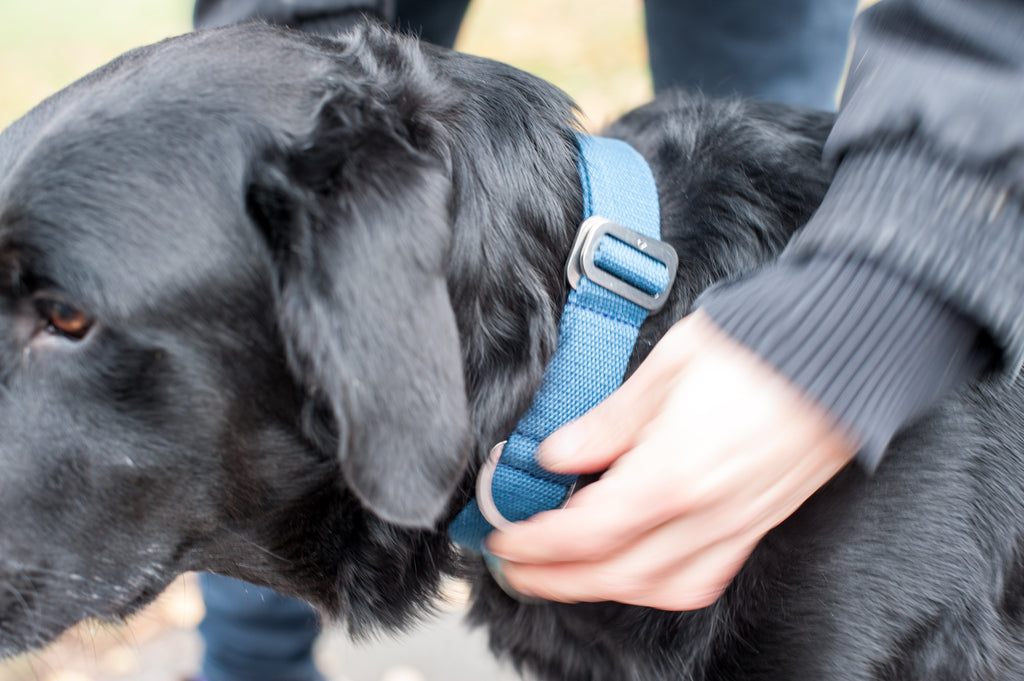 comfy blue dog collar