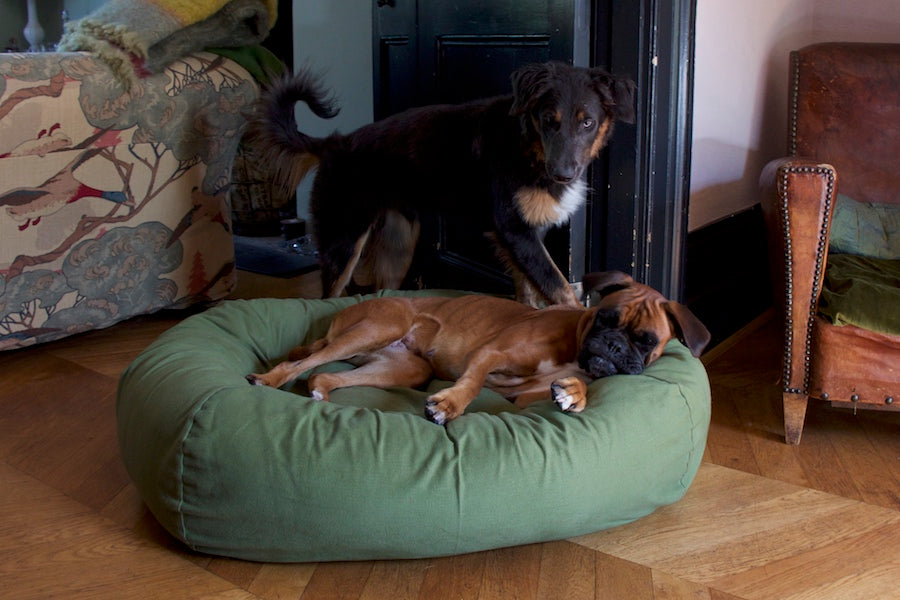 large comfy green bed for dog