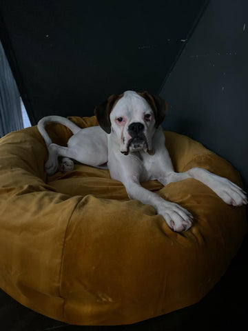 nancy a white boxer in bed