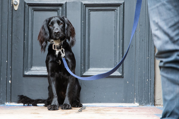 navy blue dog lead