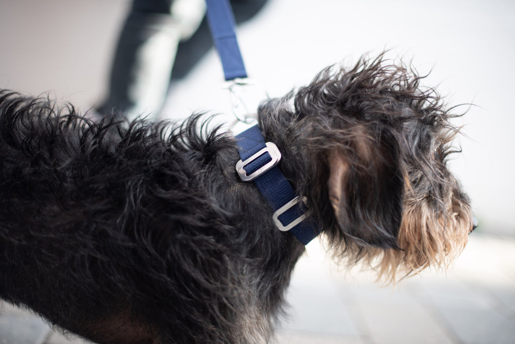 small navy dog collar