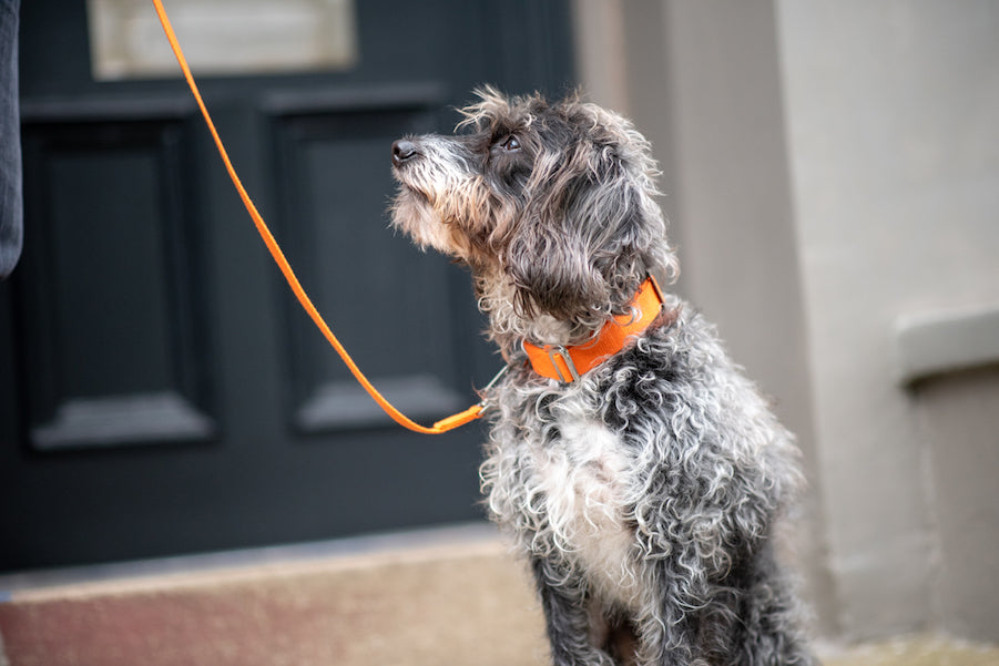 orange dog collar and lead for a small dog