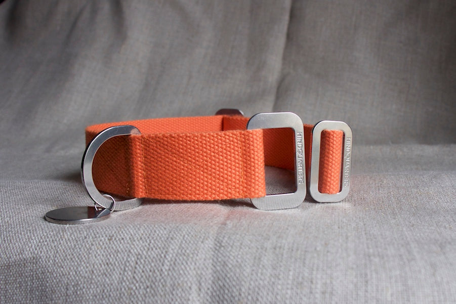 orange collar for dogs