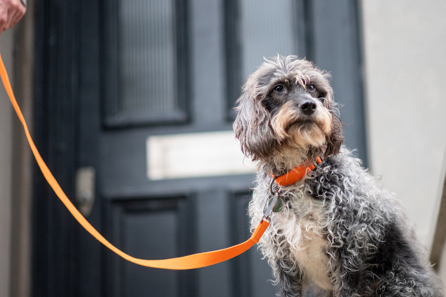 orange dog collar and lead