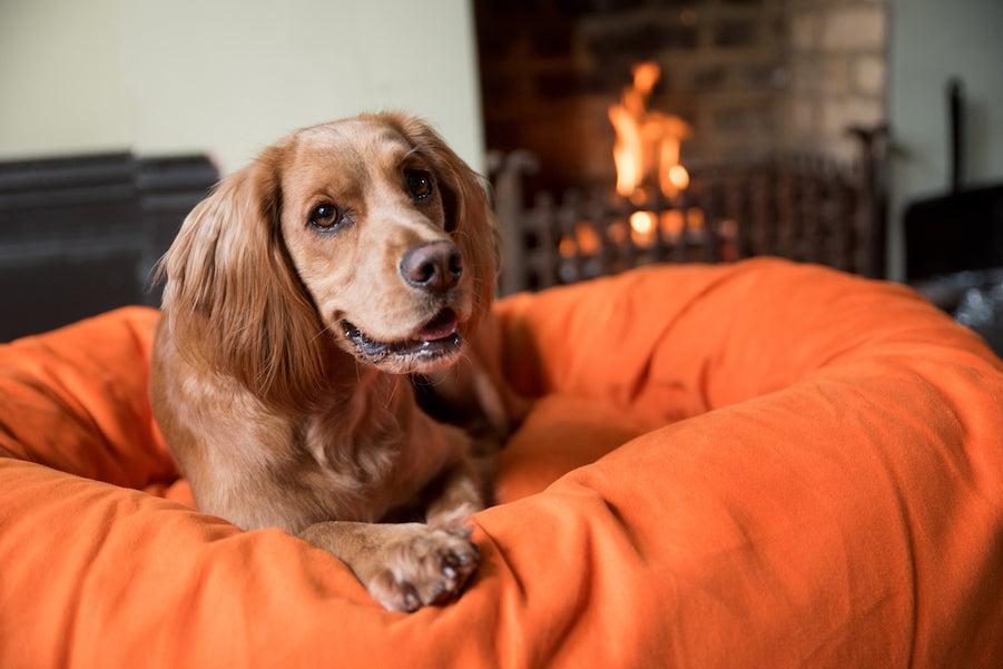 orange dog bed for spaniel