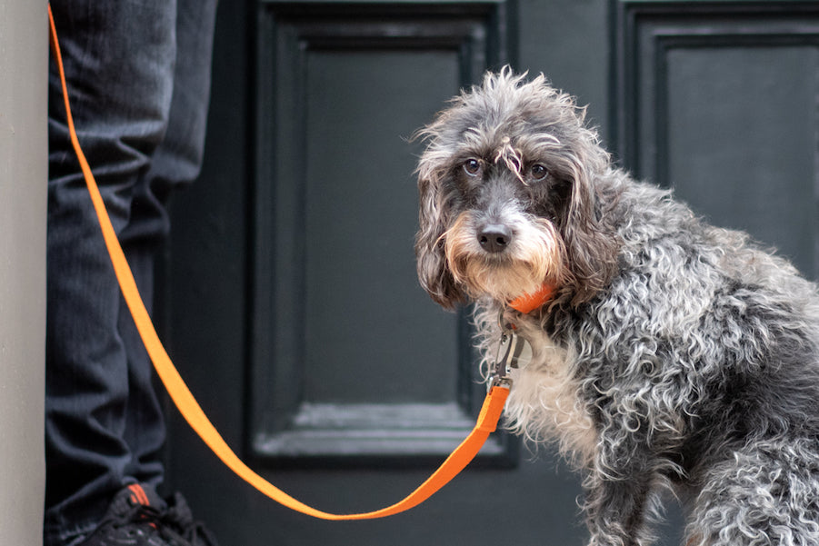 orange dog collar and matching lead