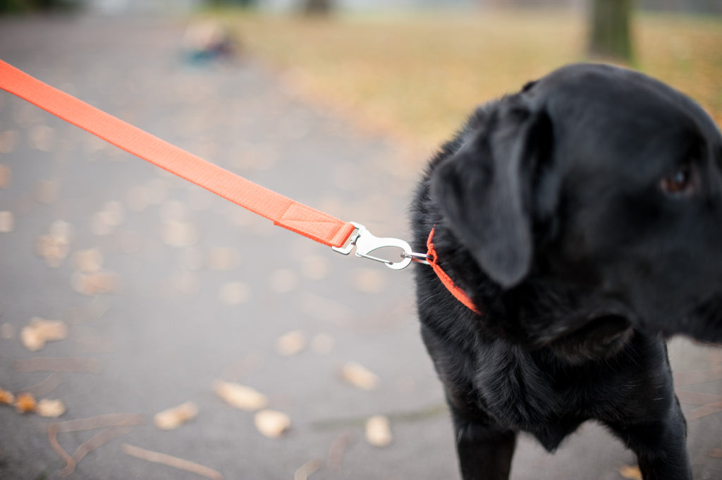 orange dog lead