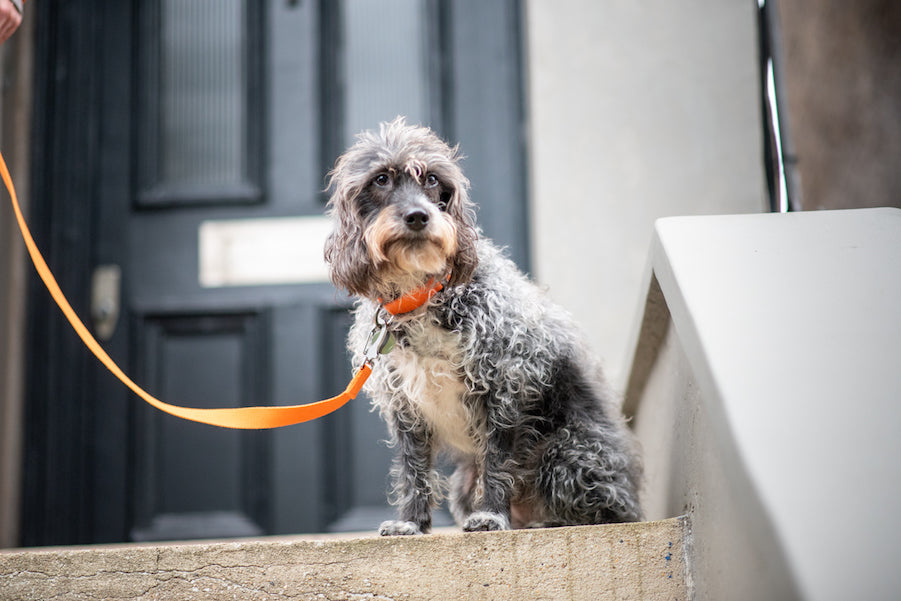 orange lead and collar for small dogs