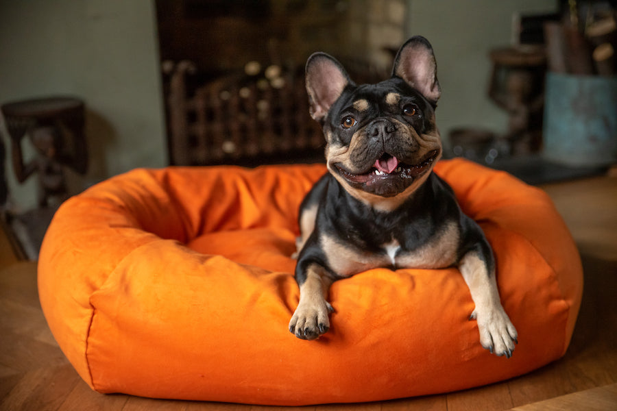 orange small bed for dog frenchie