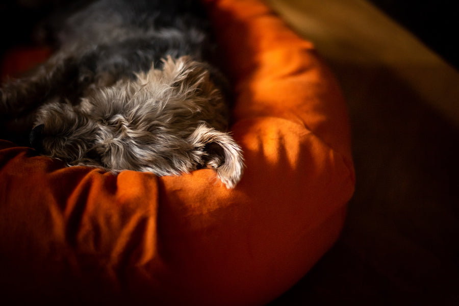 oval orange dog bed with bolster