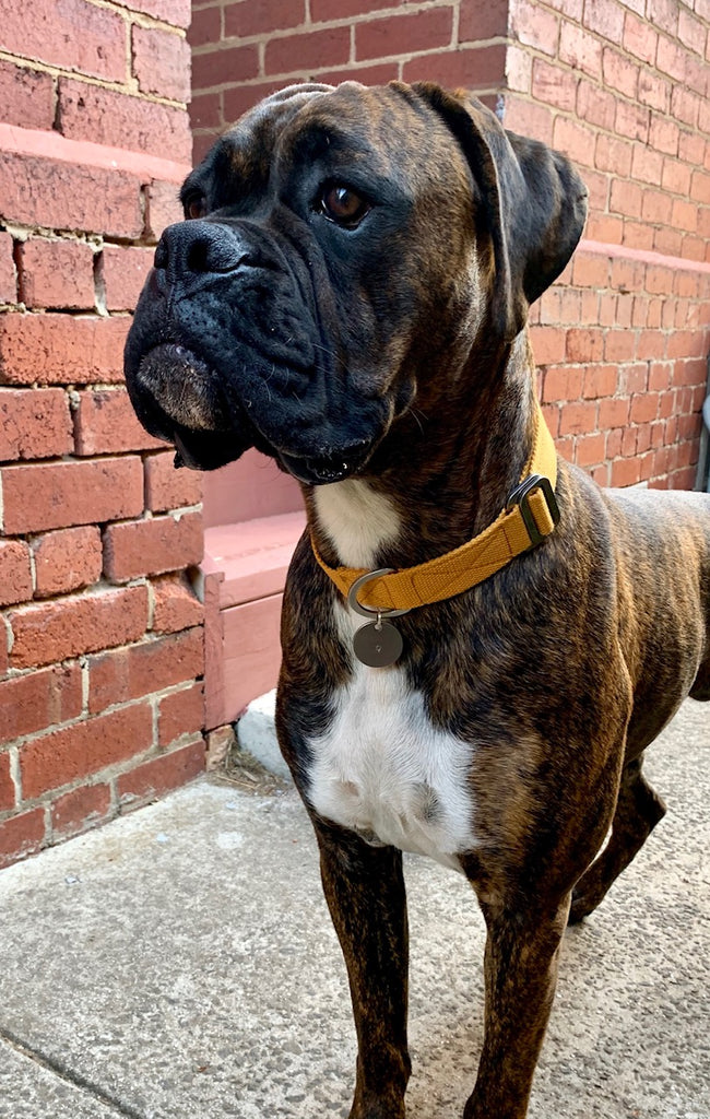 boxer in mustard collar