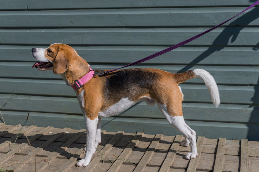 pink dog collar for a beagle
