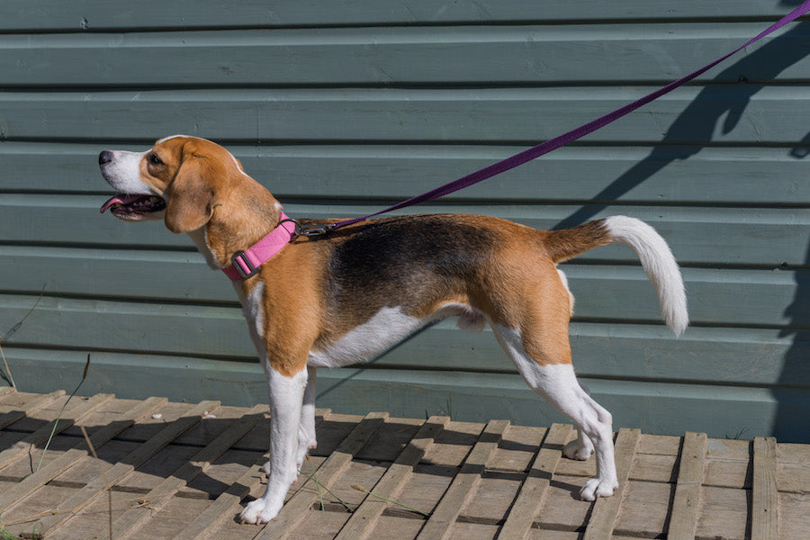 What size collar for my dog? – HINDQUARTERS