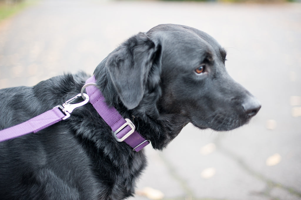 purple dog collar