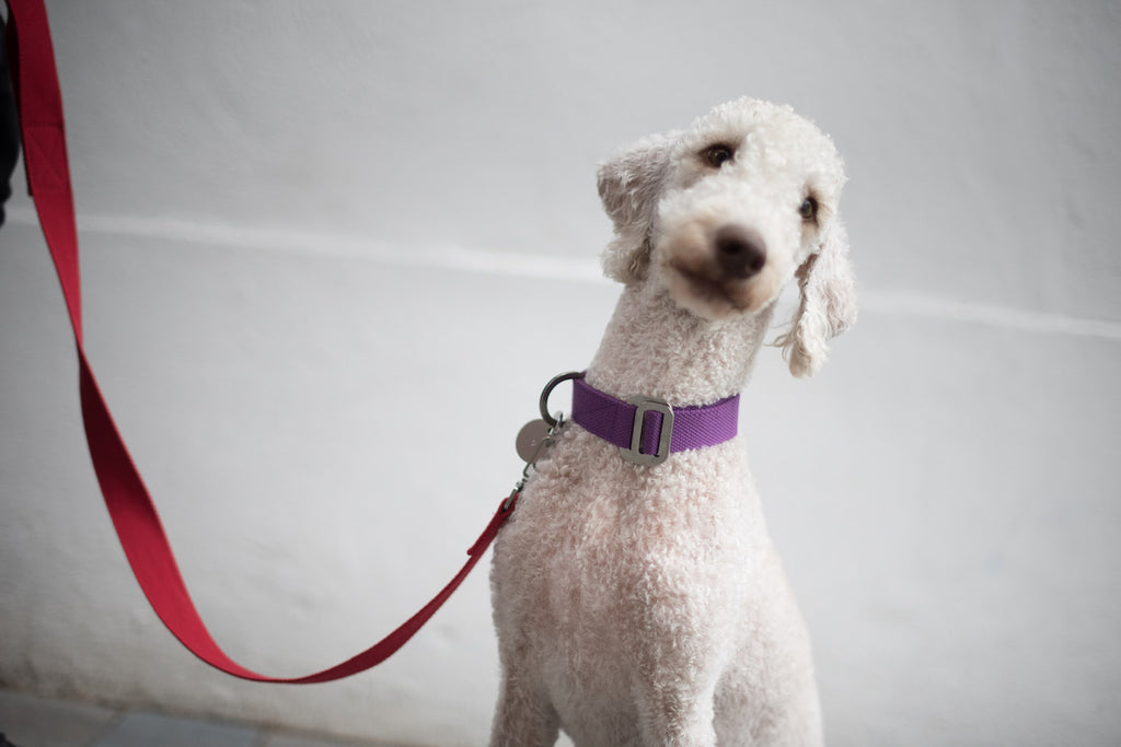 purple dog collar with red lead