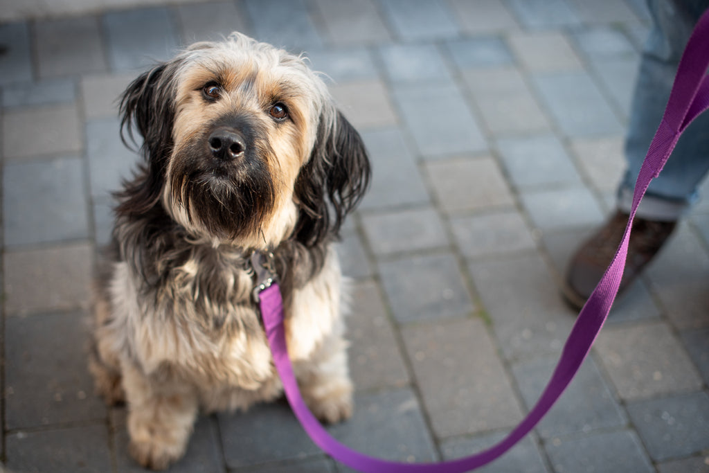 purple dog lead