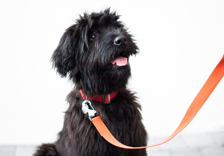 red collar and orange lead for a black dog