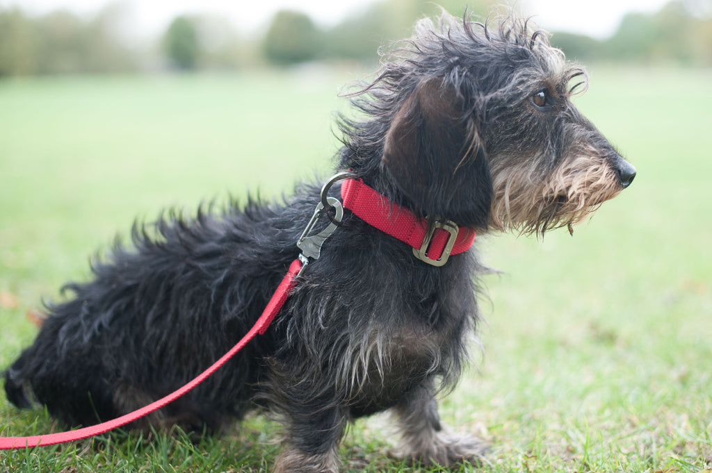 red collar and lead for a dachshund