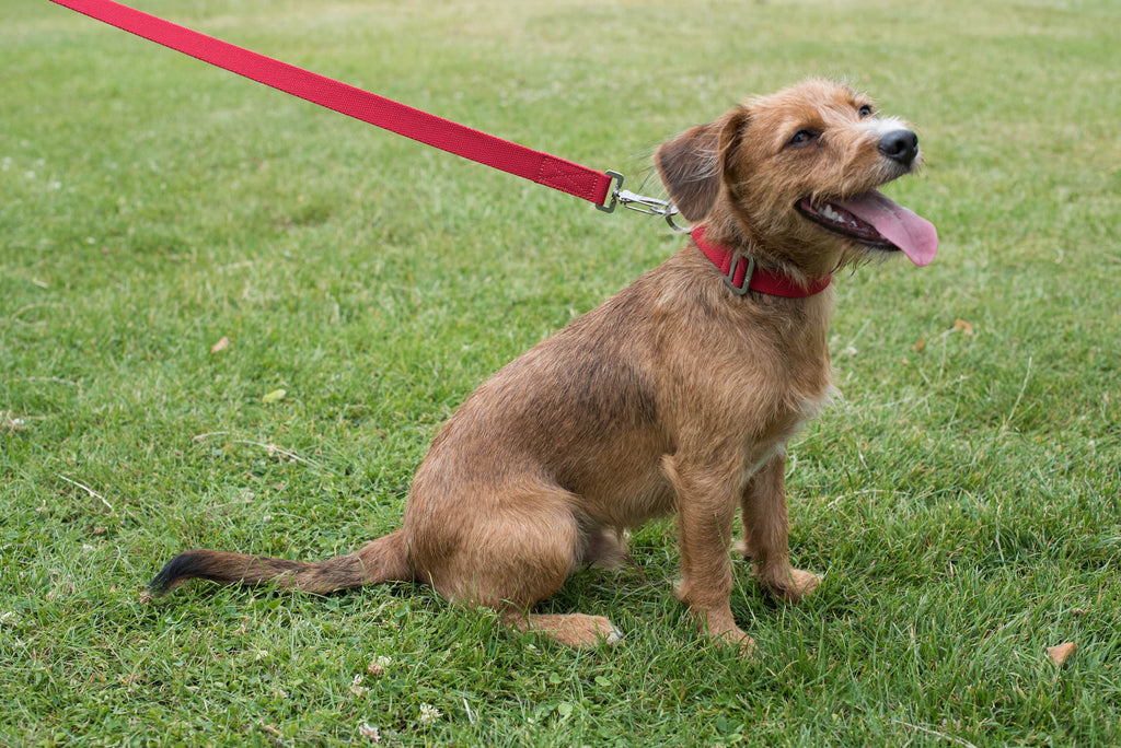 red dog collar and lead for a small dog