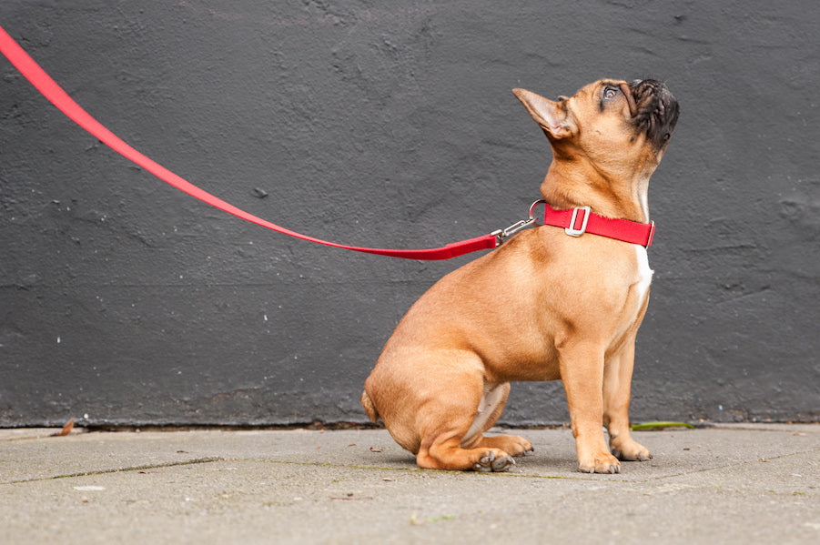 red dog collar and lead for a frenchie