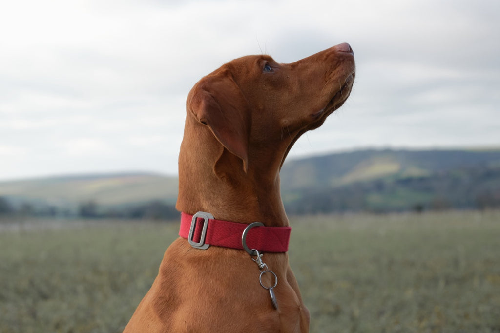 red dog collar for vizsla