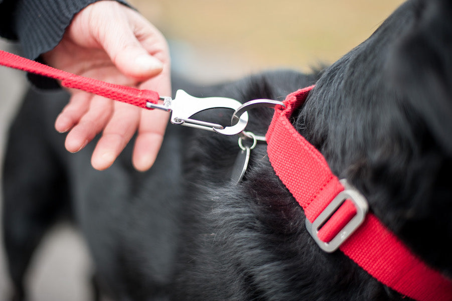 red dog lead and collar