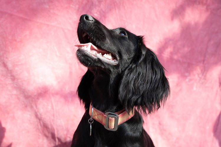 red tie dye collar for spaniel