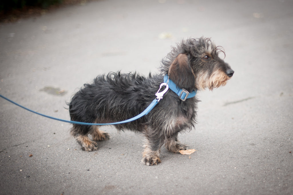 small blue dog collar