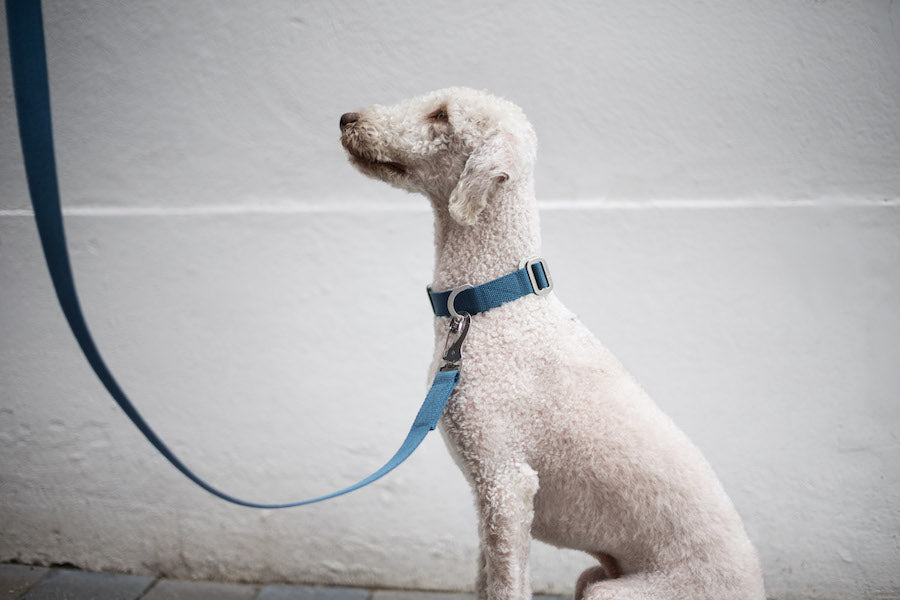 Royal Blue Dog Collar With Tan Leather + Cream/Orange/Brown Stitching