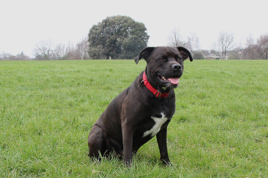 strong red collar for a big dog