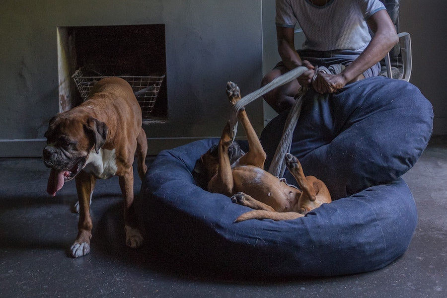 how to clean dog bed stuffing