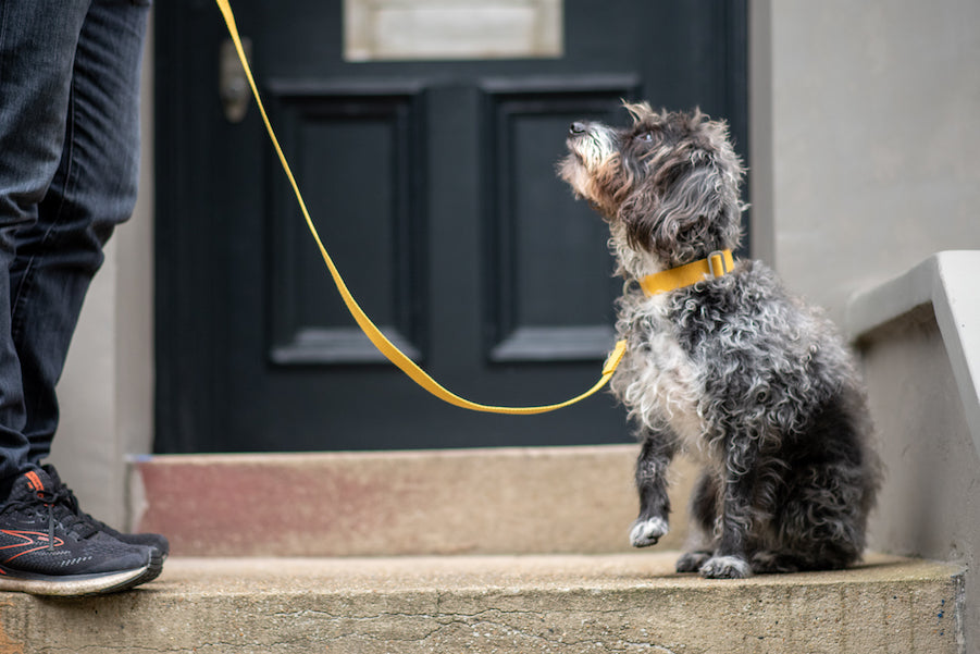 yellow collar and lead