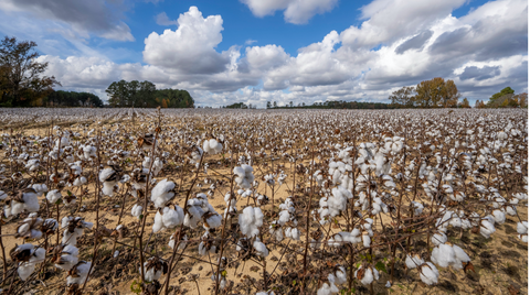 Secrets de production du coton biologique