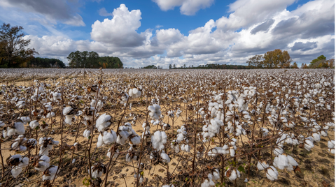 Comment le coton bio est-il produit ?